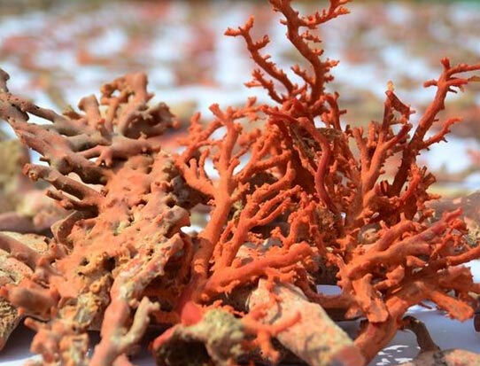 椒江区法院受理首例非法捕捞红珊瑚案