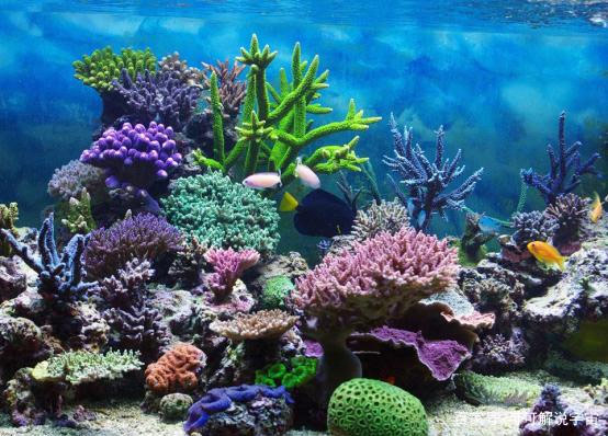 珊瑚种类繁多 形态各异