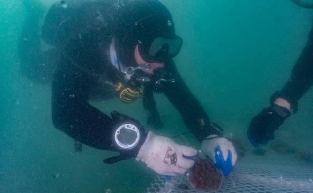 “珊海生长纪”潜水珊瑚保育行动在深圳举行