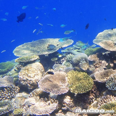 探秘广西涠洲岛上的珊瑚保育人