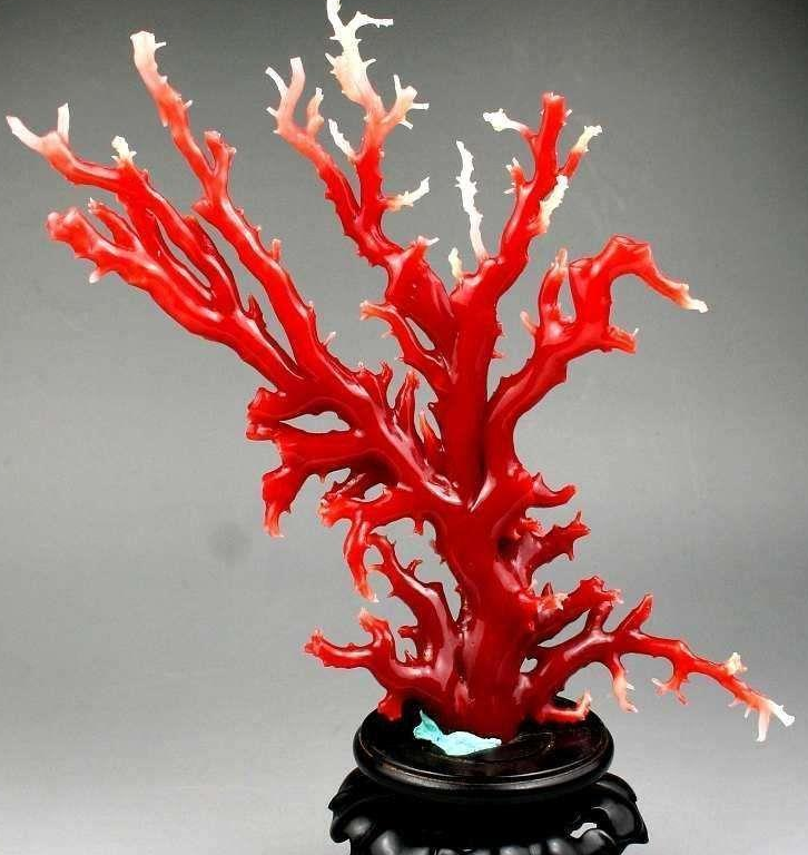 关于红珊瑚 你了解多少？