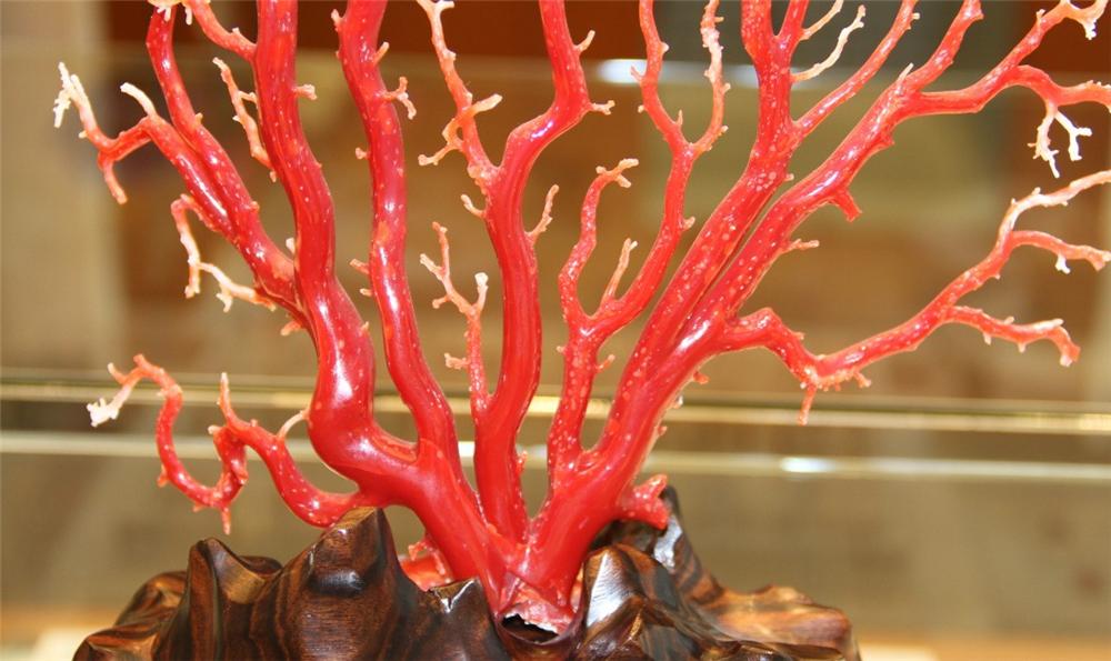 为什么红珊瑚收藏价值这么高？