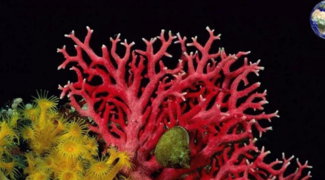 作为装饰品的红珊瑚竟是一级保护动物
