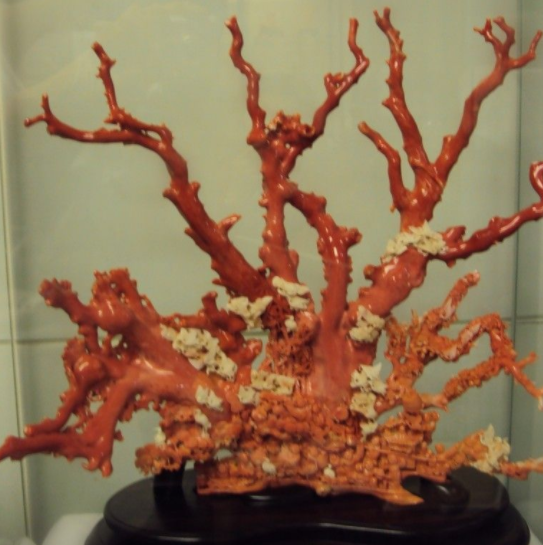 红珊瑚有哪些品类 都长什么样？
