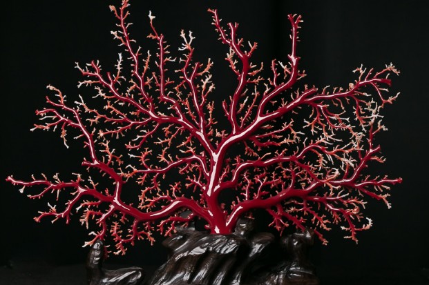 如何收藏到有升值空间的红珊瑚 什么样的红珊瑚值得我们收藏？
